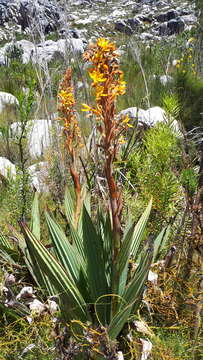 Image of Wachendorfia thyrsiflora Burm.