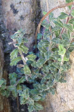 Image of Lobelia dichroma Schltr.