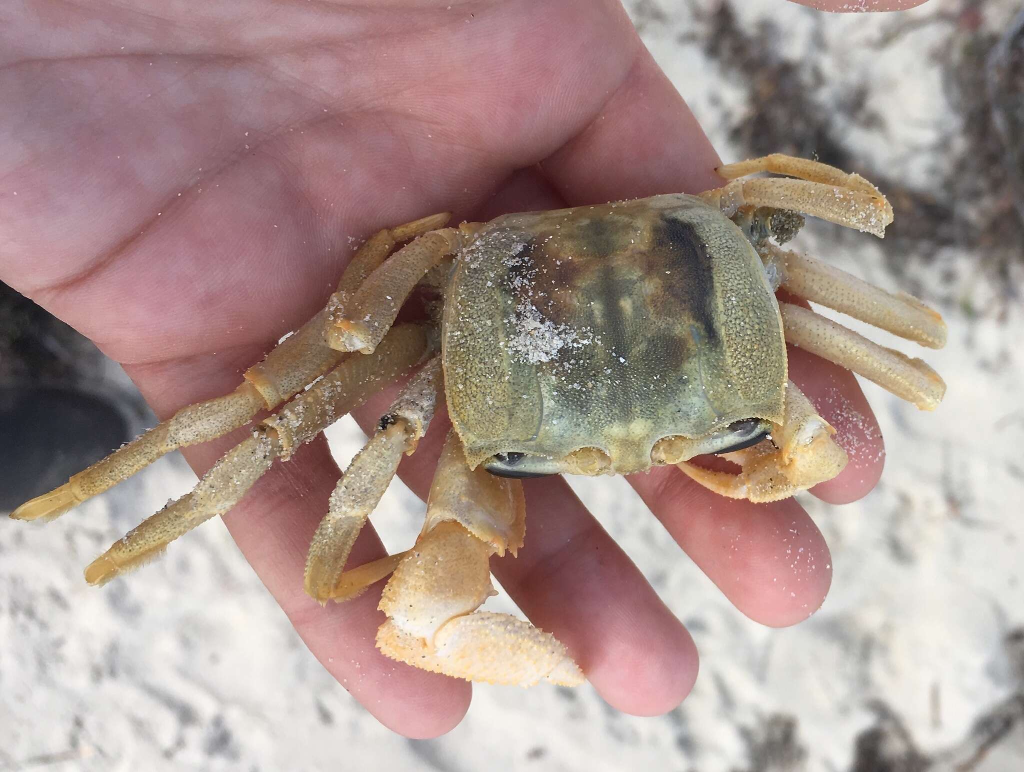 Image of Golden ghost crab