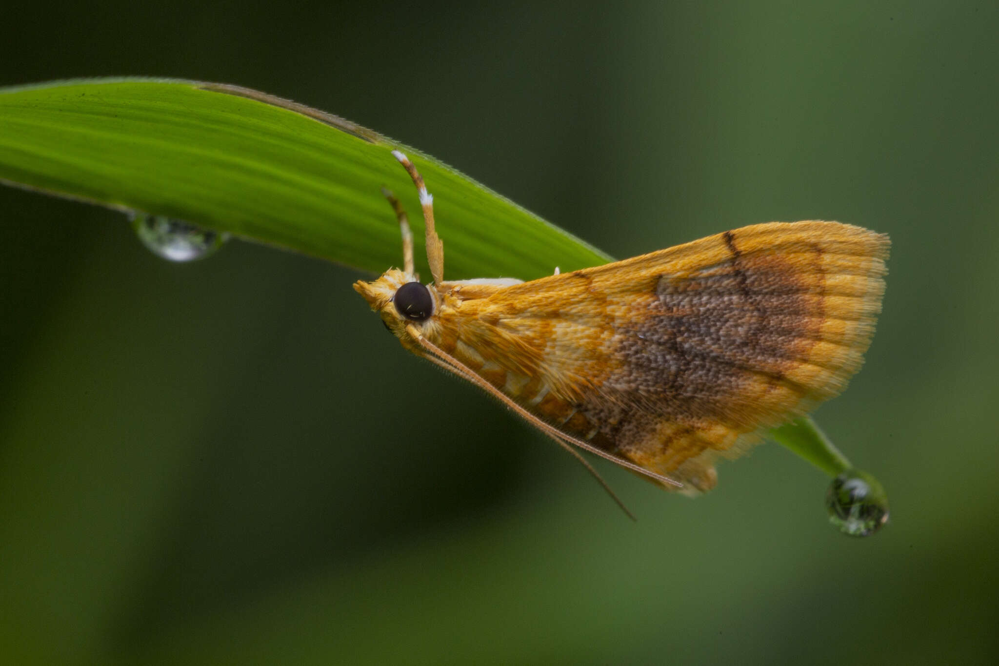 Image of Mabra eryxalis Walker 1859