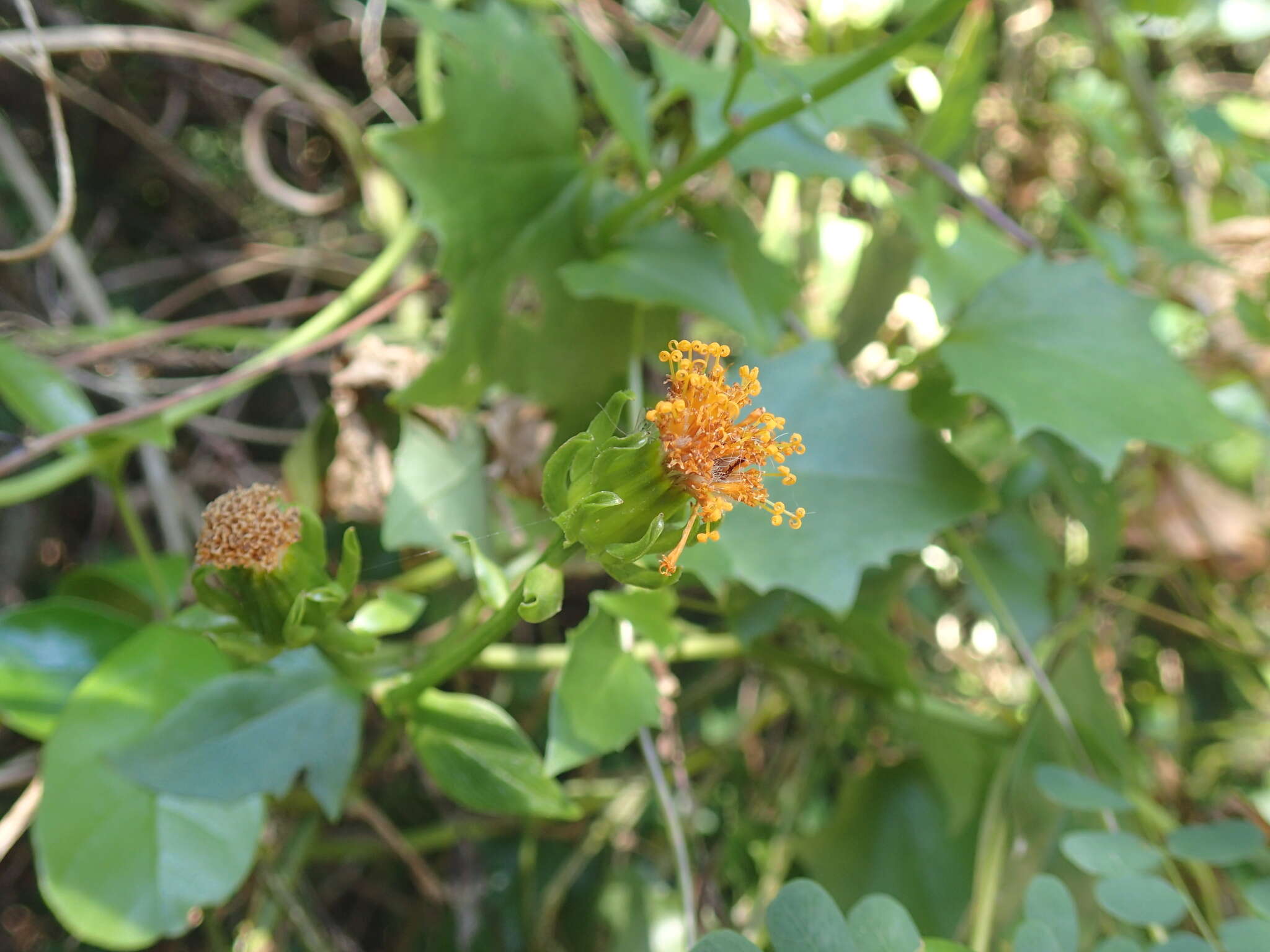 Sivun Senecio helminthioides (Sch. Bip.) Hilliard kuva