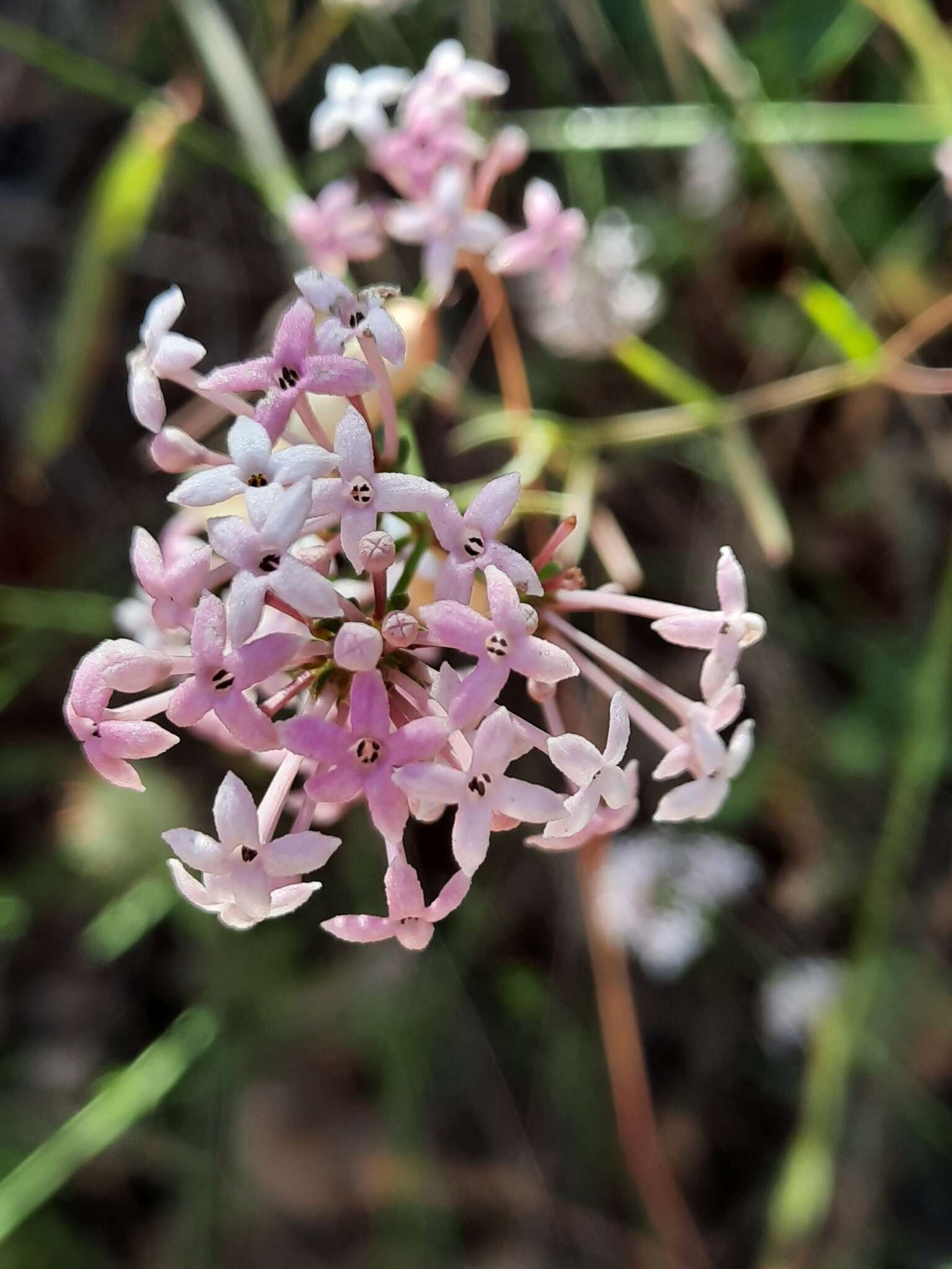 Plancia ëd Asperula hirsuta Desf.