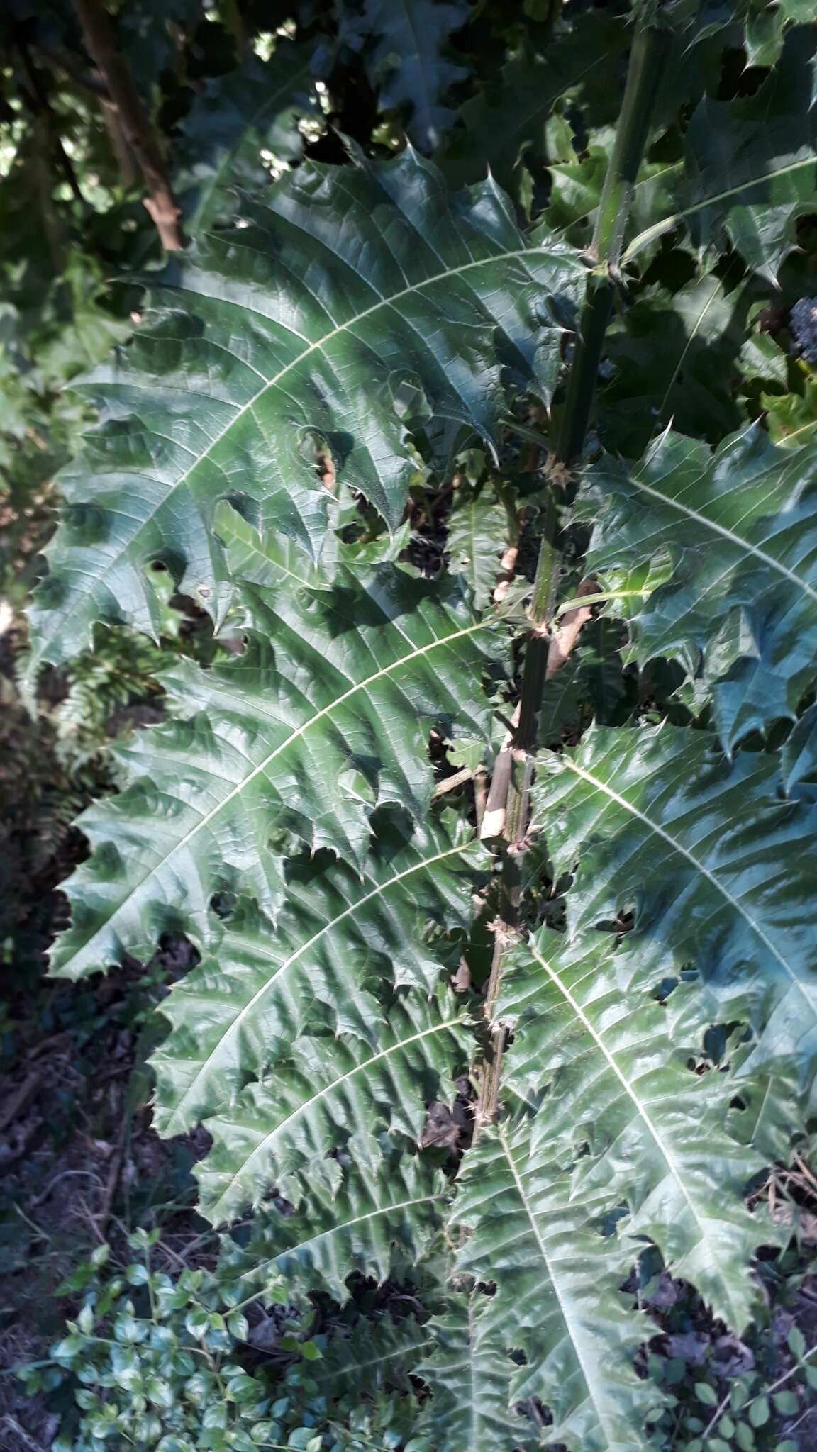 Image of Acanthus polystachyus Del.