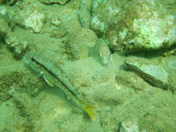 Image of Grey Wrasse