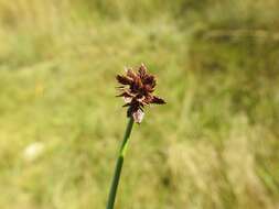 Imagem de Cyperus marginatus Thunb.