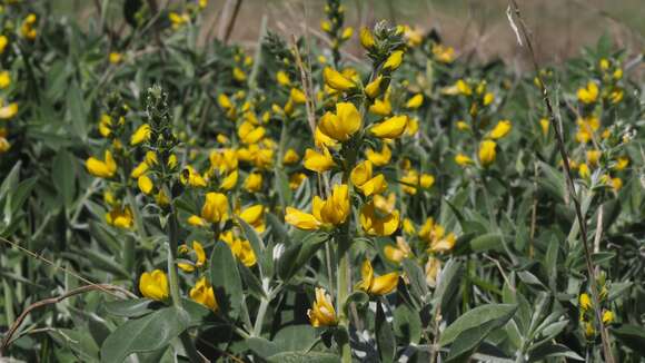 Image of California goldenbanner