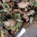 Image of Pelargonium stipulaceum (L. fil.) Willd.