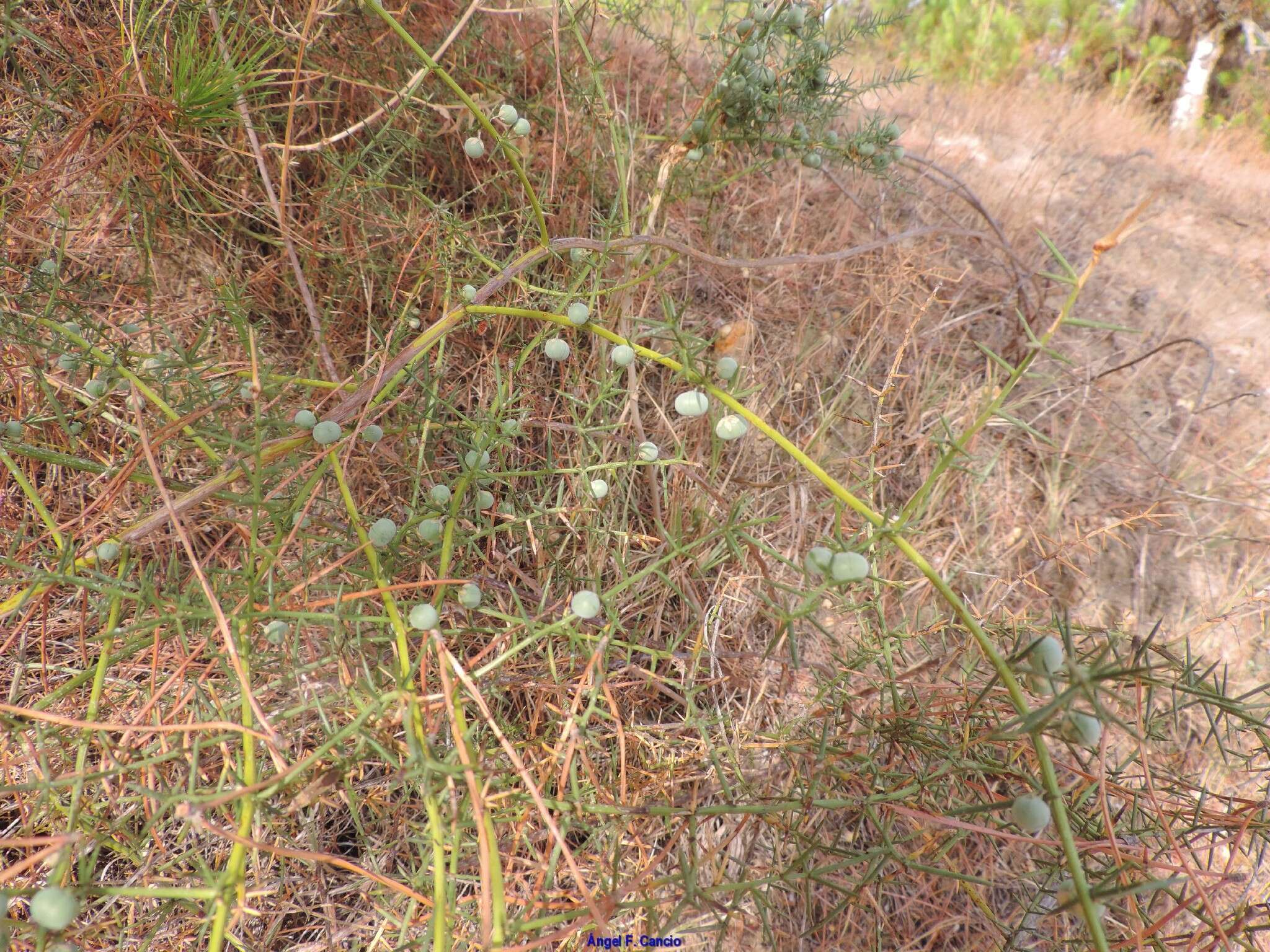 Image of Asparagus aphyllus subsp. aphyllus