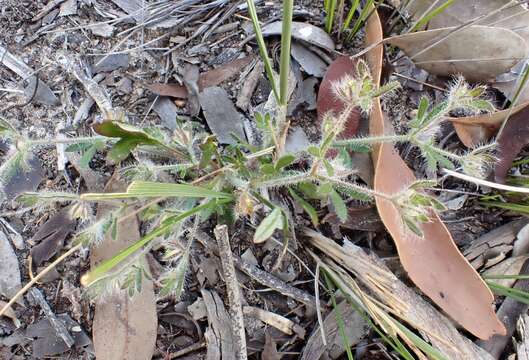 Image of Xanthosia huegelii (Benth.) Steudel