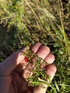 Image of Abobra tenuifolia (Gill.) Naud.