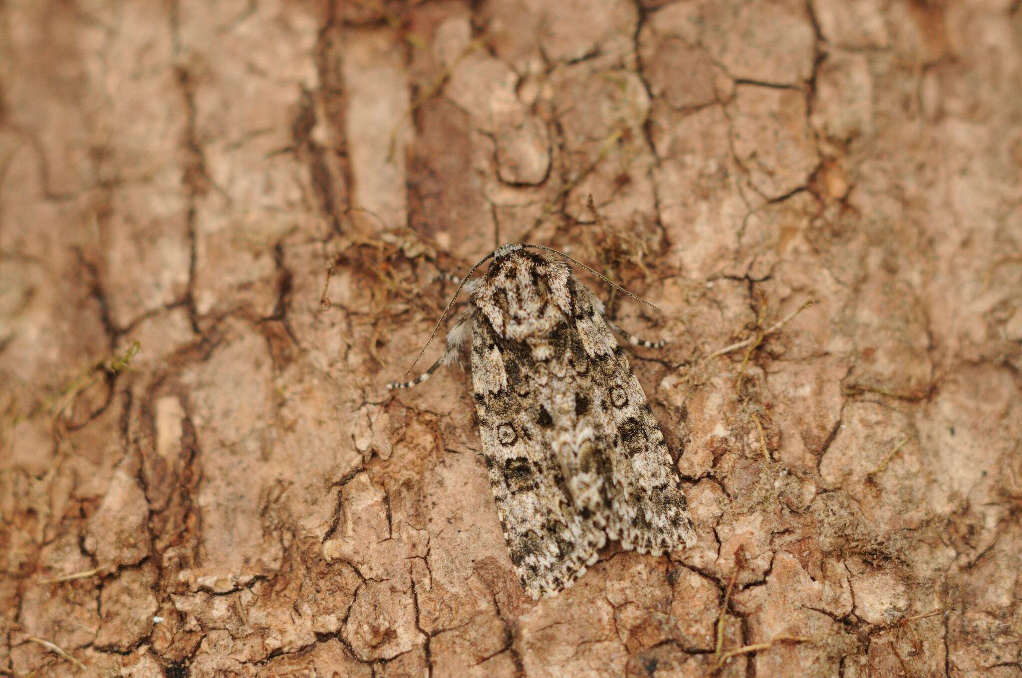 Image of knot grass