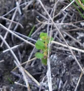 Image de Ludwigia microcarpa Michx.