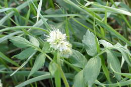 Image of Fendler's Waterleaf