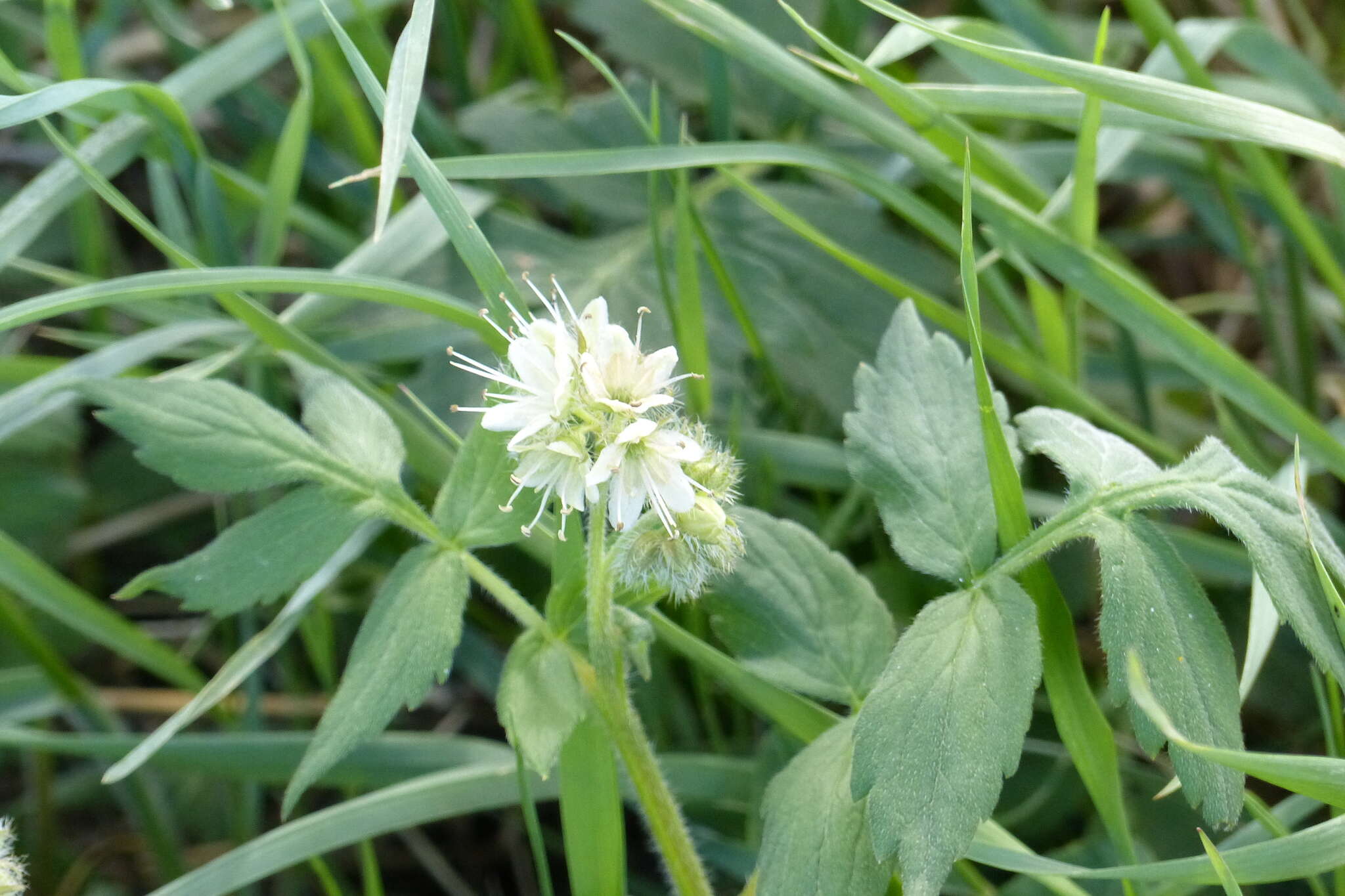 Image of Fendler's Waterleaf