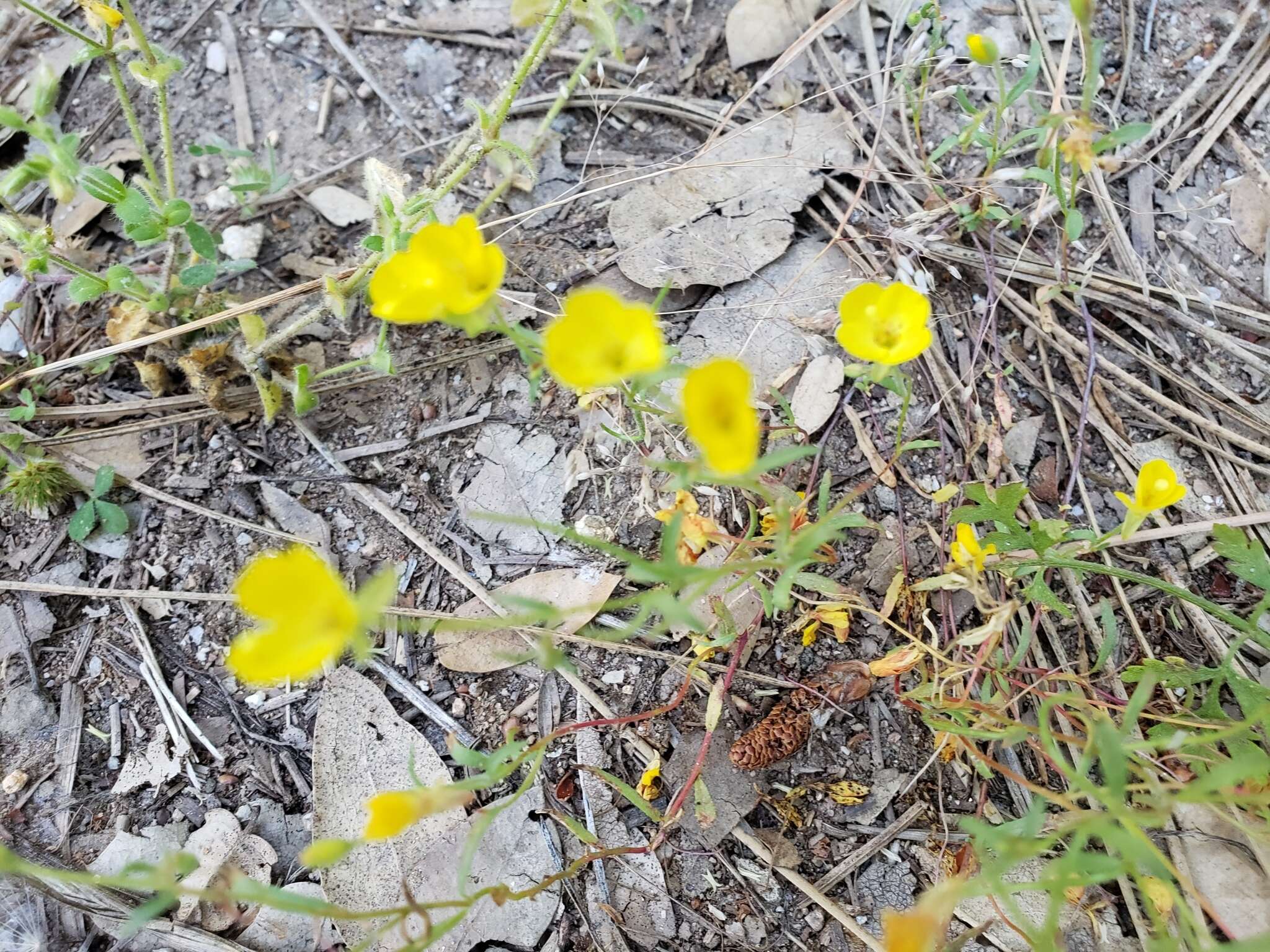 Image of Sierra suncup