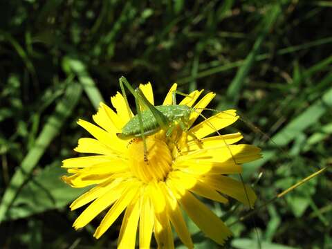 Image of striped bush-cricket