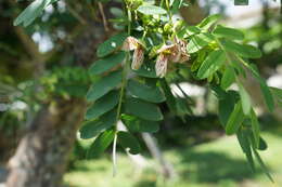 Sivun Ormocarpum cochinchinense (Lour.) Merr. kuva