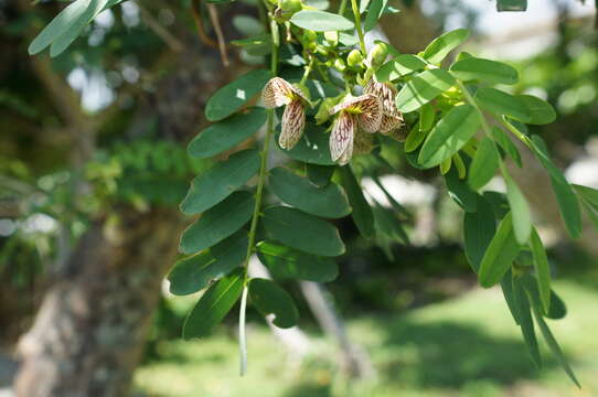 Image of Indochina ormocarpum