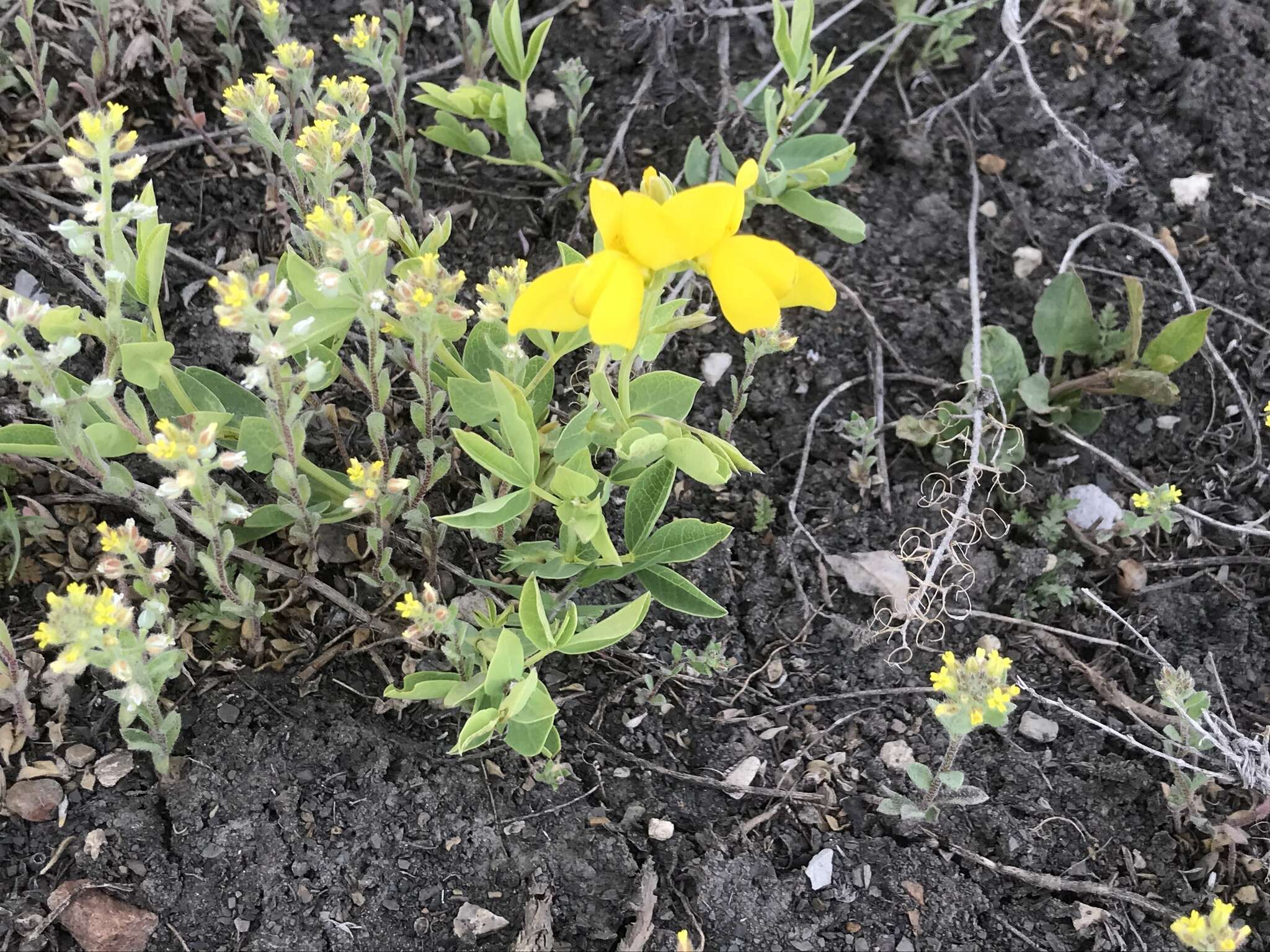 Thermopsis divaricarpa A. Nelson的圖片