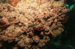 Image of Western Jumping Blenny