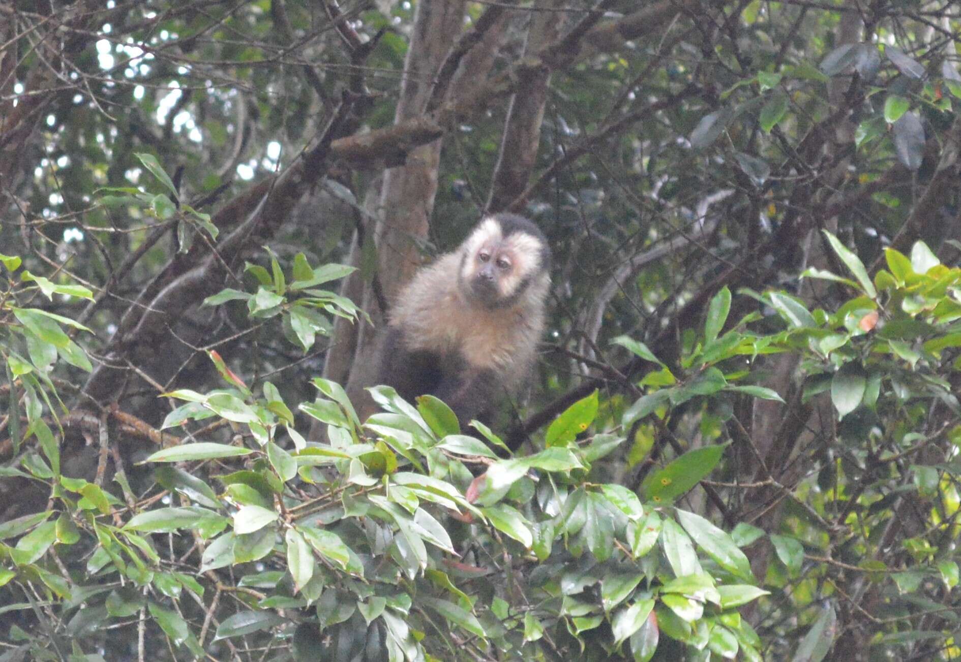 Image of Black Capuchin