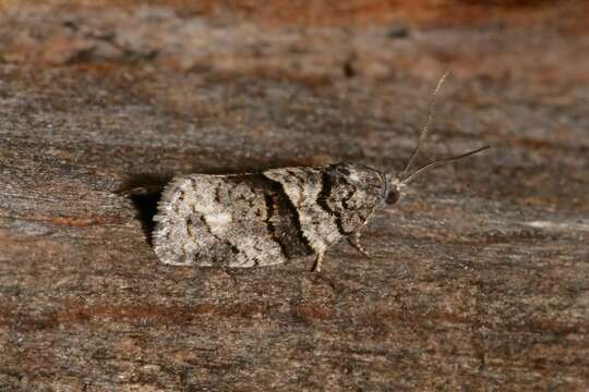 Image of Black-and-grey Banded Leafroller