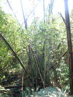 Image of wideleaf bamboo