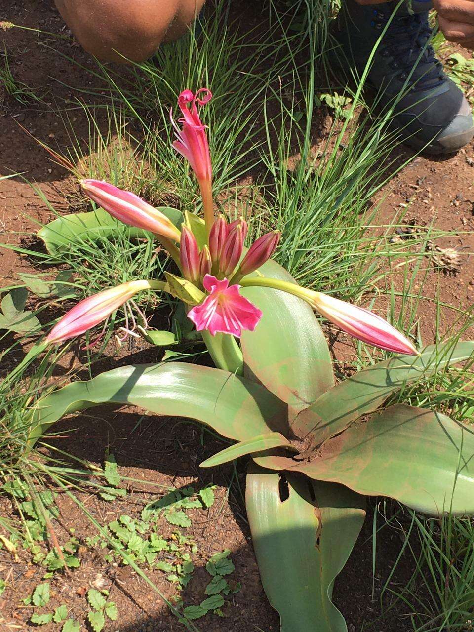 Image of Grassland crinum