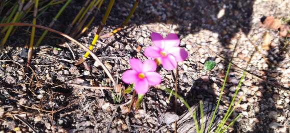 Image of Oxalis eckloniana var. sonderi Salter