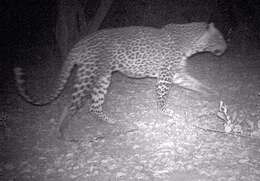 Imagem de Leopardo-africano