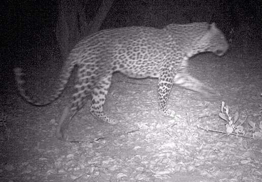 Image of African leopard