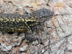 Image of Anahuacan Bunchgrass Lizard