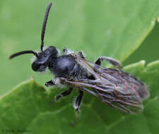 Image of Andrena robertsonii Dalla Torre 1896