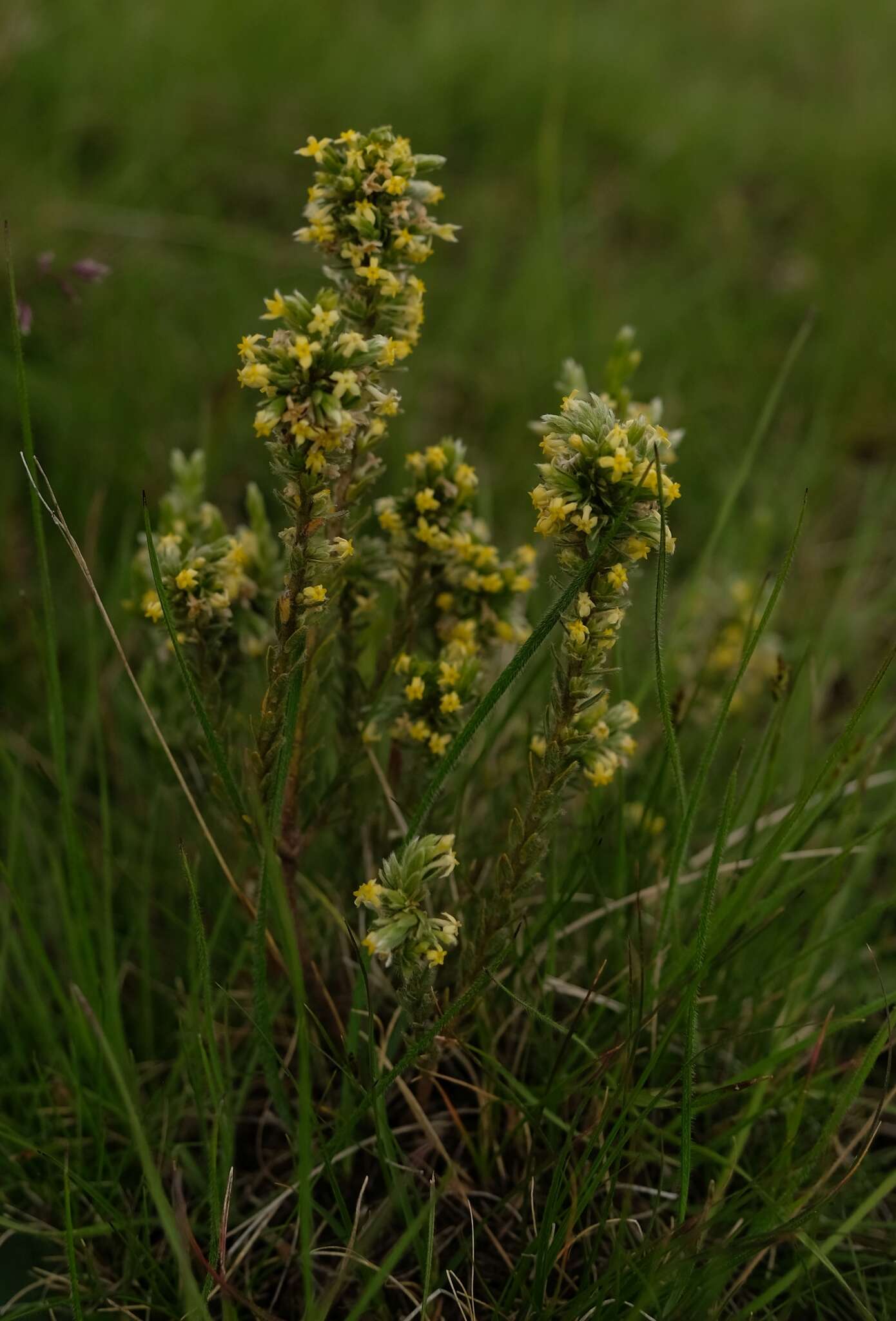 Sivun Gnidia aberrans C. H. Wright kuva