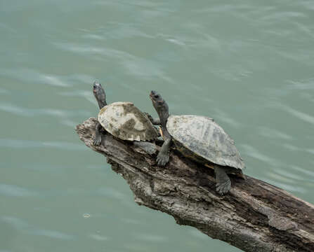 Image of Assam Roofed Turtle