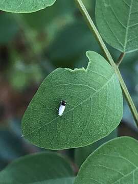 Leucoptera robiniella Braun 1925 resmi