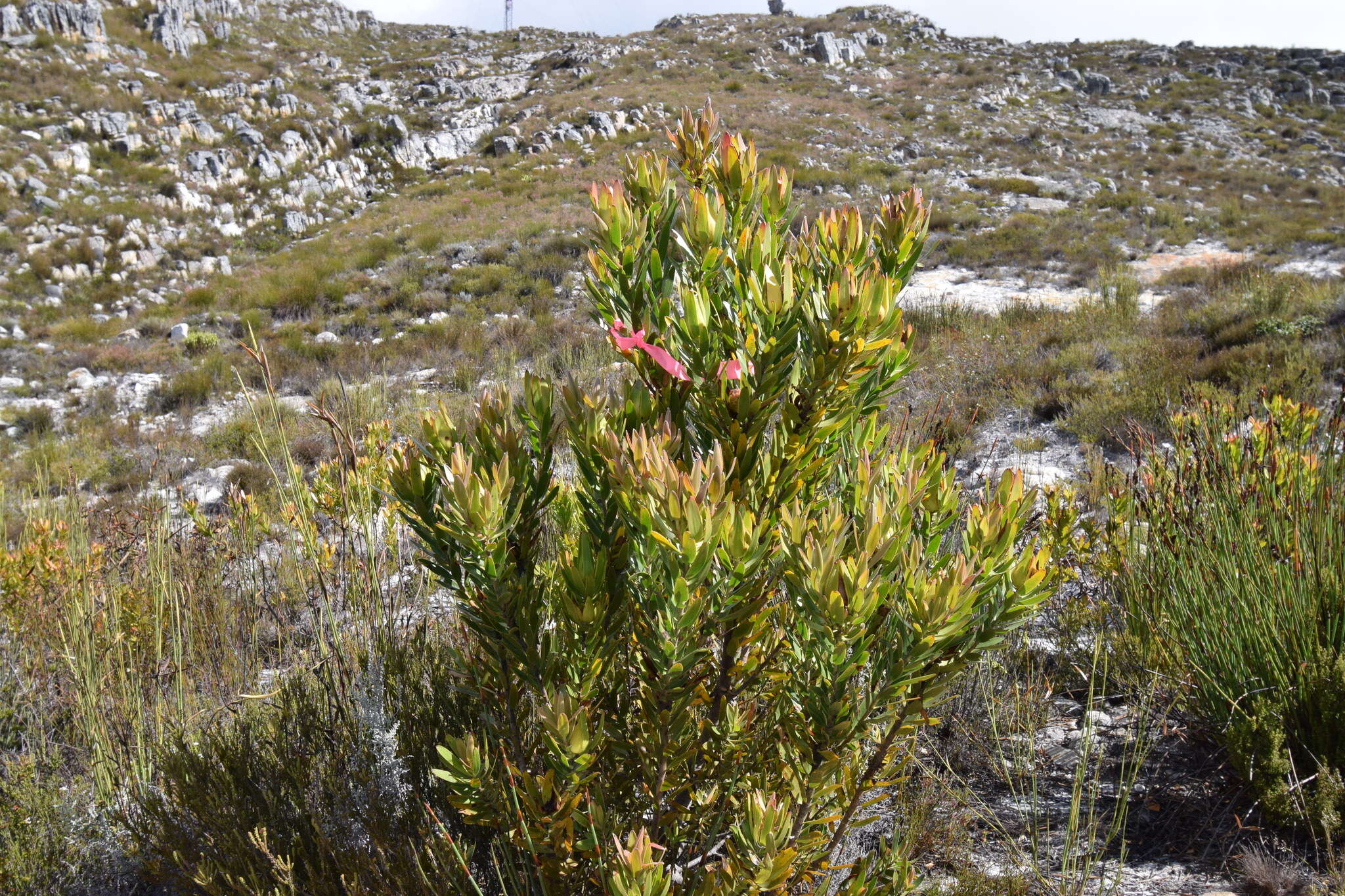 Image de Leucadendron laureolum (Lam.) Fourc.