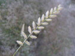 صورة Agropyron dasyanthum Ledeb.