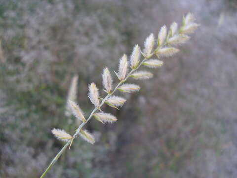 صورة Agropyron dasyanthum Ledeb.