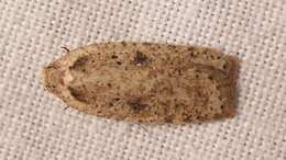 Image of Agonopterix yeatiana Fabricius 1781