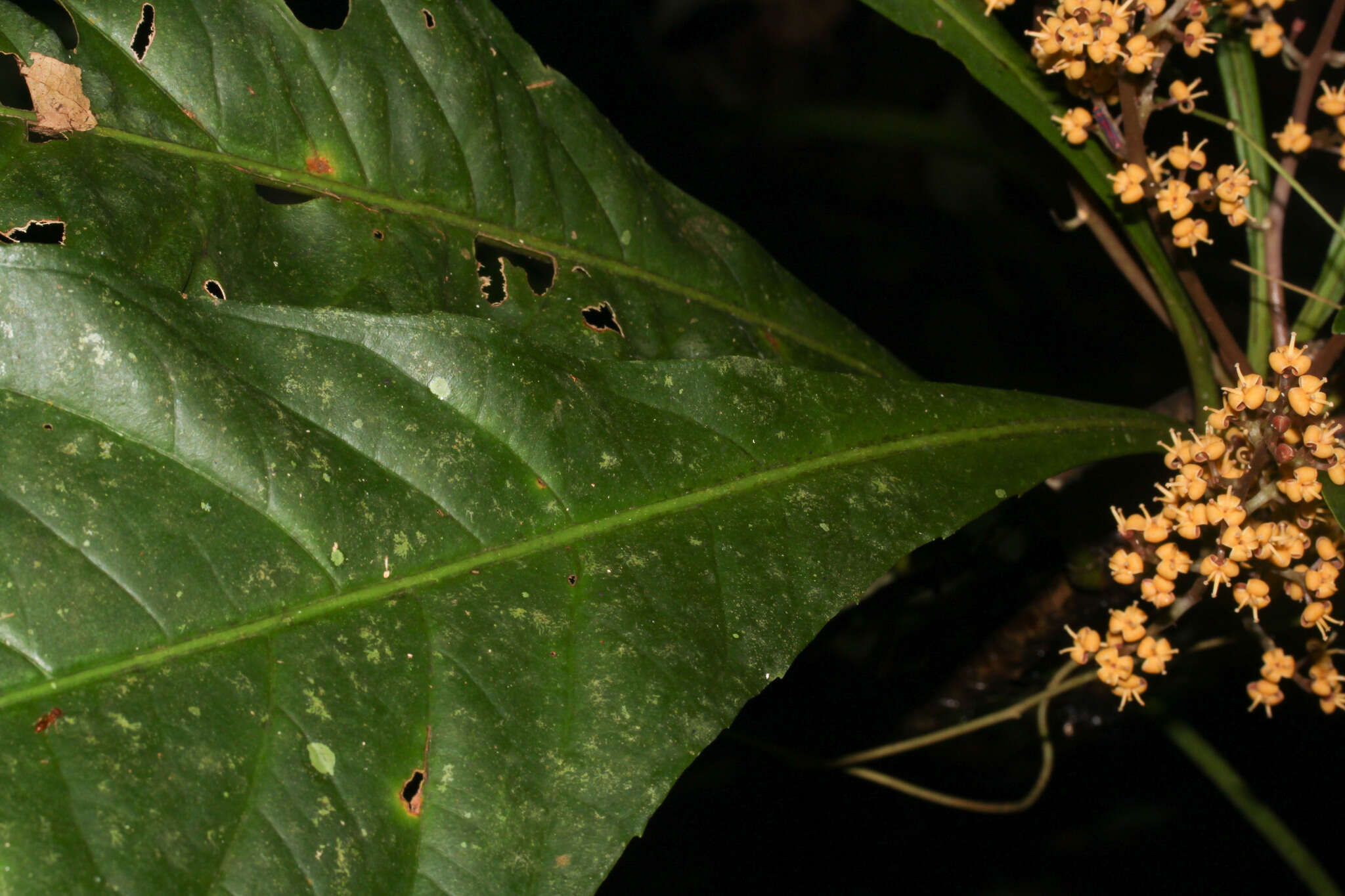 Image of Cybianthus schlimii (Hook. fil.) G. Agostini