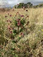 Imagem de Salvia lanceolata Lam.