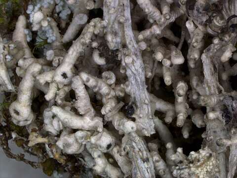 Image of pore lichen