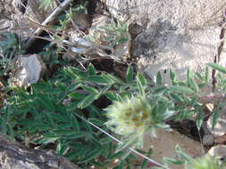 Слика од Dalea prostrata Ortega