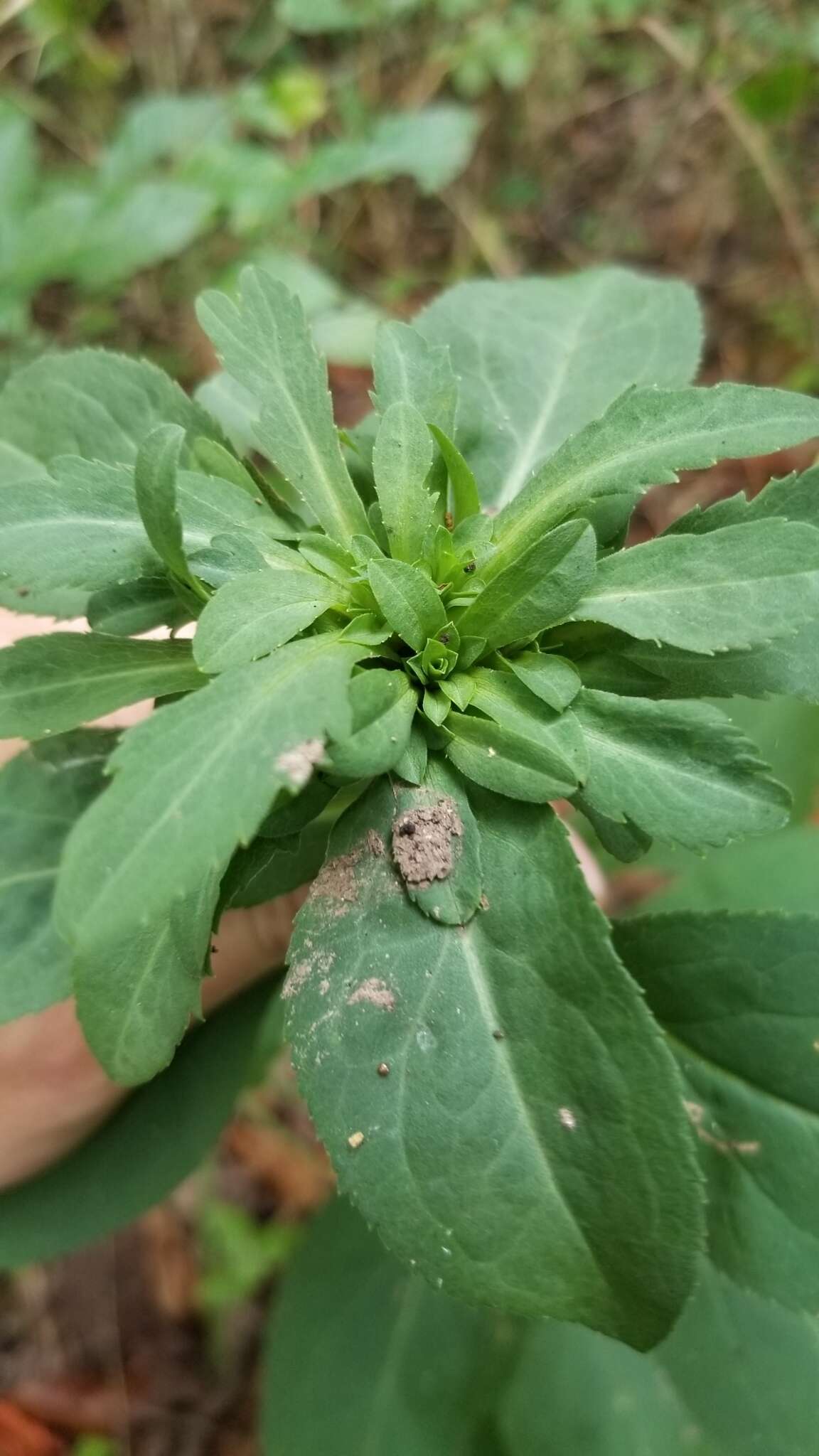 Image of Asphondylia pumila Plakidas 2016