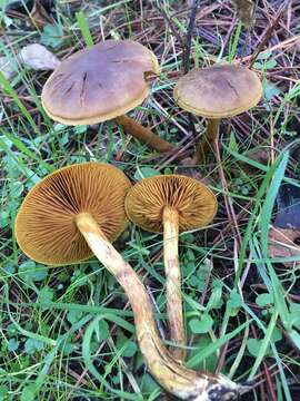 Sivun Cortinarius thiersii Ammirati & A. H. Sm. 1977 kuva