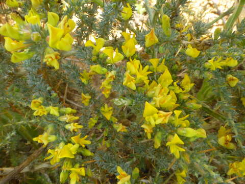 Plancia ëd Aspalathus acanthophylla Eckl. & Zeyh.