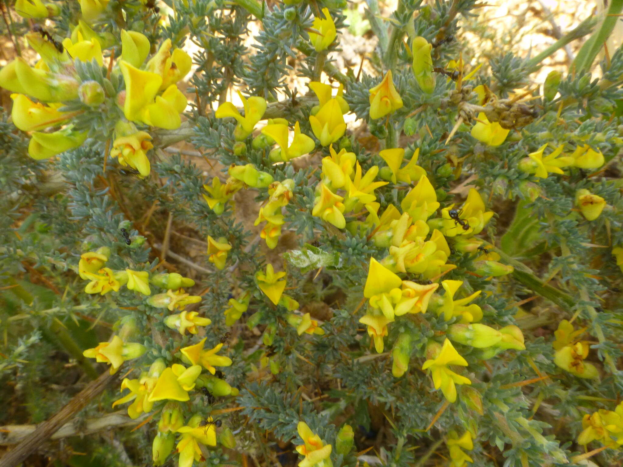 Слика од Aspalathus acanthophylla Eckl. & Zeyh.