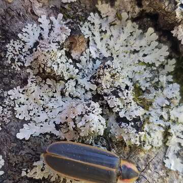 Image of shield lichen