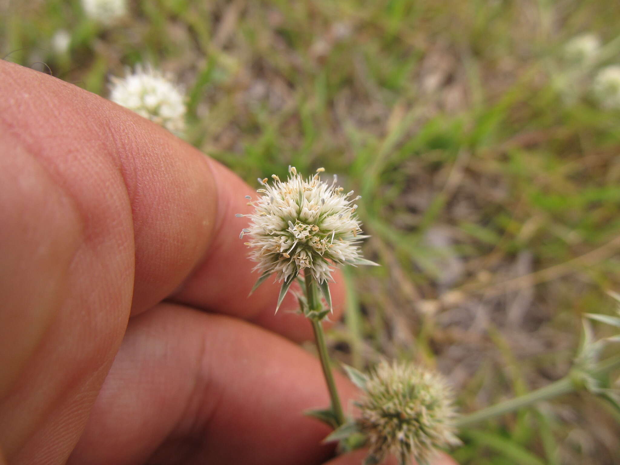 Eryngium nudicaule Lam. resmi